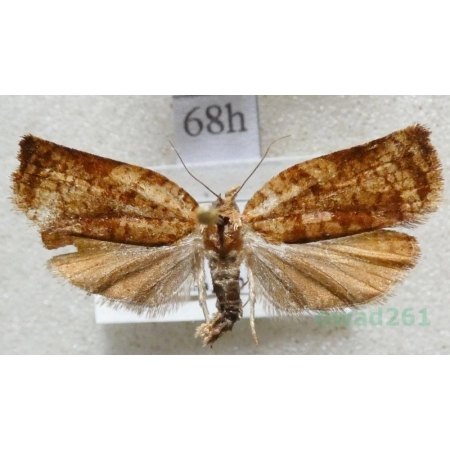Archips oporana (Linnaeus, 1758) Zwójka sosnówka Czech68h